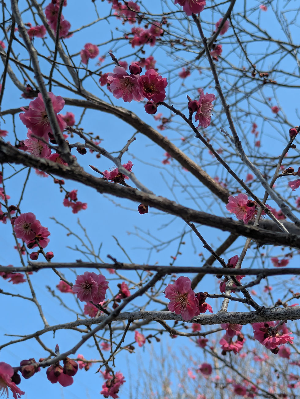 梅公園の梅と満開の桜