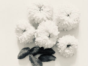 重陽の節句に菊花茶