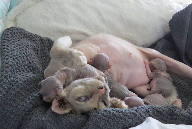 kittens8.jpg