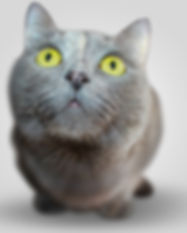 Serious Kitten
