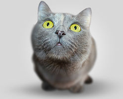 Serious Kitten