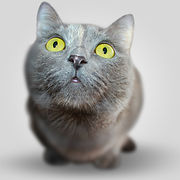 Serious Kitten