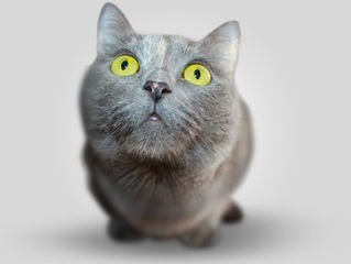 EcoBark Pet Supplies Garners Interest from Cat Owners