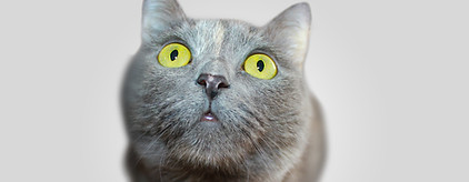 Serious Kitten