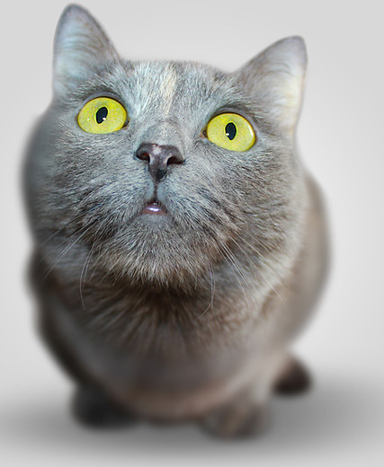 Serious Kitten