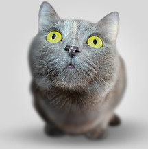 Close-Up Of Cat