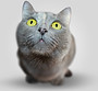 poważne Kitten
