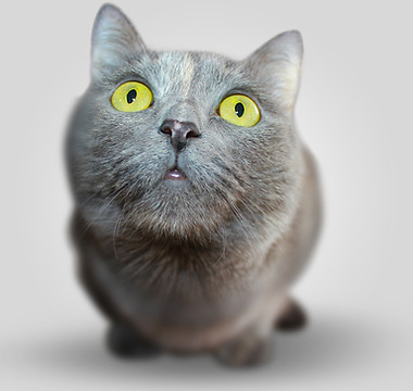 Serious Kitten