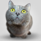 Serious Kitten