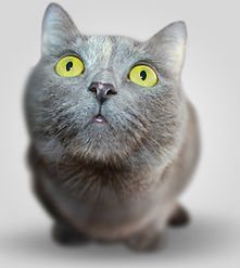 Close-up de um gato