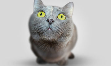 Serious Kitten