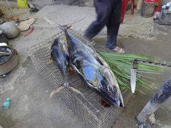 This fish was 40 lbs...$20