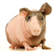 Skinny Pig Breed (Hairless)