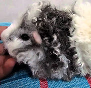 Lunkarya Breed