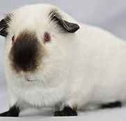 Himalayan Breed