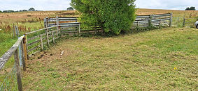 Wern Ddu Stepover Repair and Strimming_Rhyl and St Asaph Angling July 2025_017.jpg
