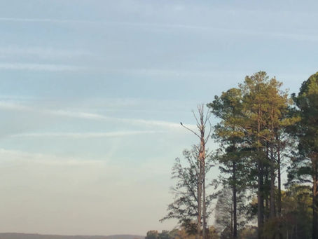 Morning Natural Minute 11/11/2019