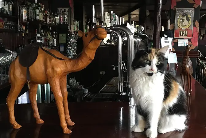 The Camel Bethnal Green
