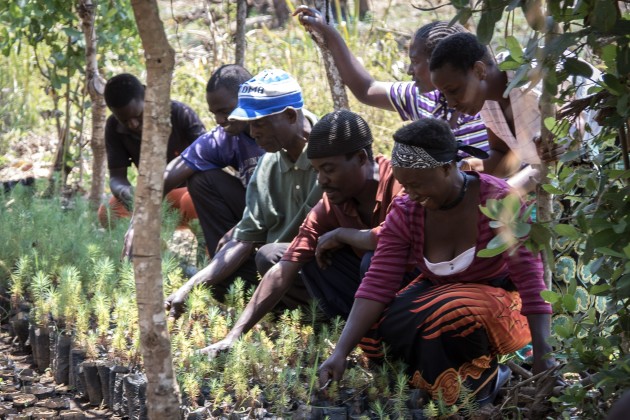 temwa-tree planting-4