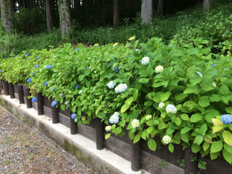 名もなき池(通称・モネの池)
