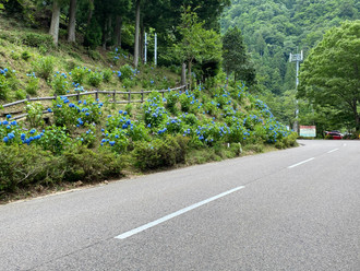 開花速報