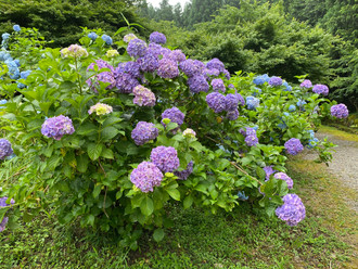開花速報