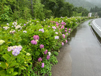開花速報(見頃です!)