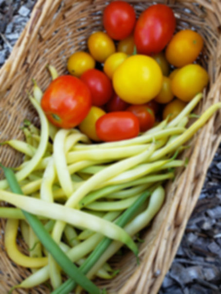 Green beans and garden fresh tomatoes