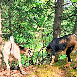 Nigerian dwarf goats on a ridge in a conifer forest