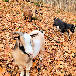 Nigerian dwarf goats and Nubian goat in the woods on freshly fallen leaves
