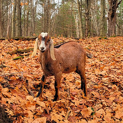 Nubian goat wether in the woods in the fall with leaves on the ground