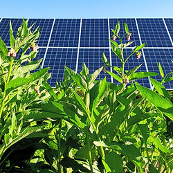 Comfrey plants growing in front of solar panels