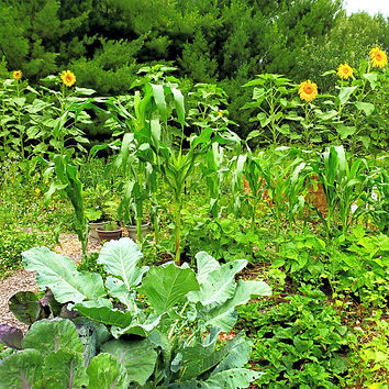 Small market garden using hugelkultur raised beds at Apple Acres Farm