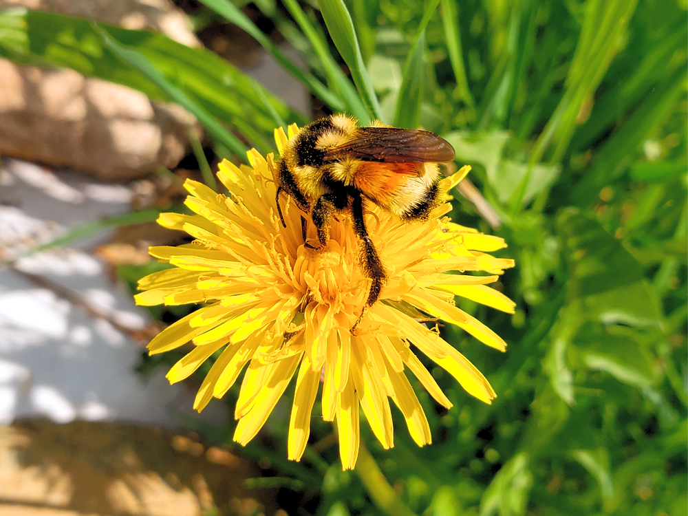 Native bee foraging on a dandelion flower, a medicinal plant