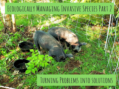 Ecologically Managing Invasive Species Part 2: Turning Problems Into Solutions