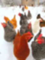 Free-range flock of brown egg layers exploring fresh snow