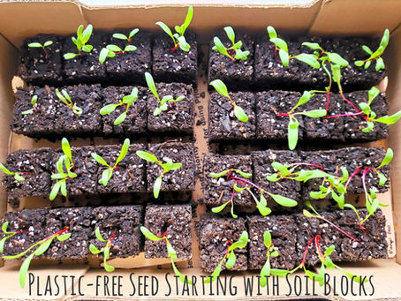 Plastic-free Seed Starting with Soil Blocks