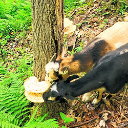Nigerian dwarf goats eating a mushroom