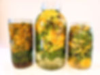 Dandelion sun tea, dandelion apple cider vinegar, dandelion decoction