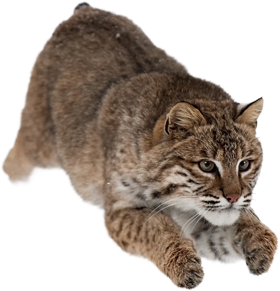 A leaping bobcat