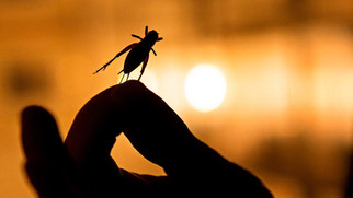Spiselige insekter i Samvirke