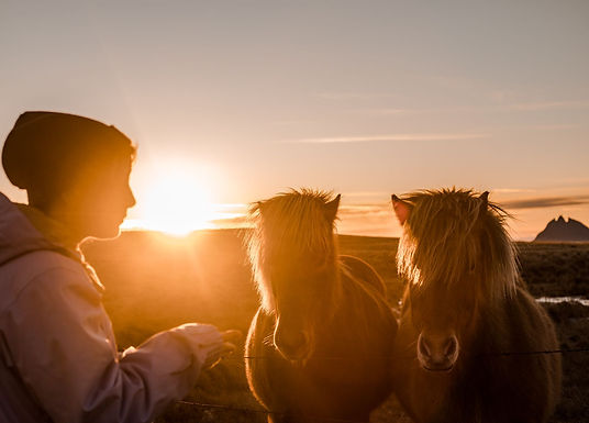 Icelandic horses and juicy apples on the Ring Road