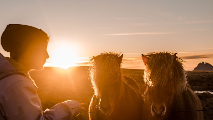 Icelandic horses and juicy apples on the Ring Road
