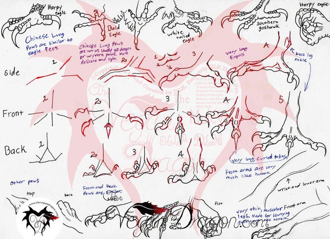 Chinese Lung Paw Tutorial With Watermark.jpeg