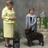 Shiloh at a Show