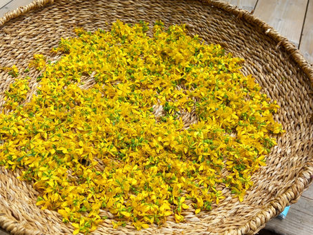 Le Millepertuis, une plante aux mille vertus