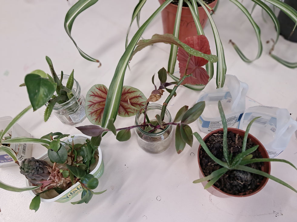 Some plants that people brought in to swap