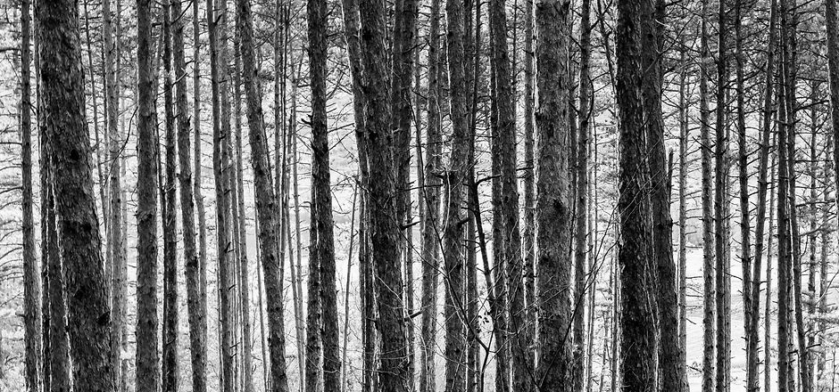 les grands arbres nb-05102020-madi-02417