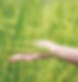 rice image_edited.jpg