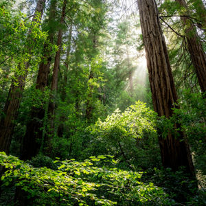 Sales Date: 4/27/2026 - Felton, CA